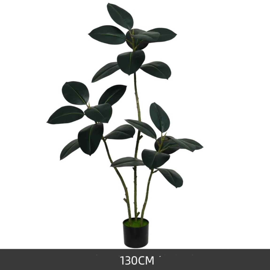 130cm Black King Kong rubber tree