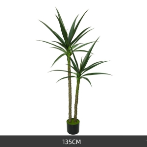 A sisal-like plant with a height of 135 to 185 cm
