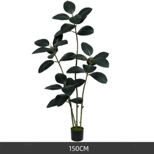 150cm Black King Kong rubber tree