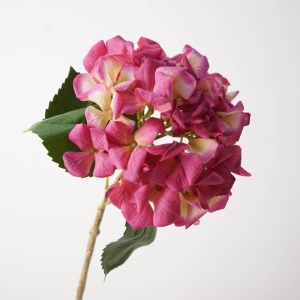 Moisturizing hydrangea