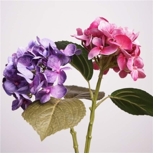 Moisturizing Hawaiian Hydrangea
