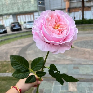 Wholesale of moisturizing roses with a soft feel