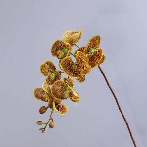 High-quality moisturizing Phalaenopsis orchid