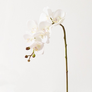 High-quality Phalaenopsis orchid with 7 flower heads
