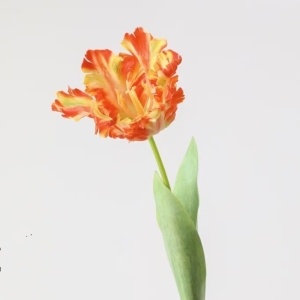 Simulated parrot tulip