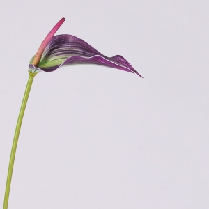 Multi-colored artificial calla lilies