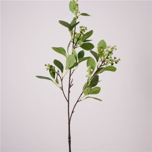 False eucalyptus leaves with fruit