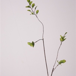 Fake banyan tree branches