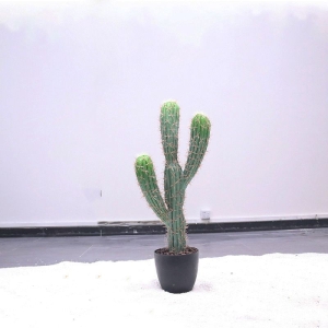 Simulated Mexican cylindrical cactus with three branches