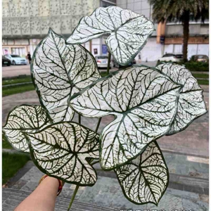 Artificial White Christmas Caladium Bunch