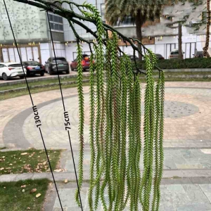 Artificial Hanging Araucaria Branch