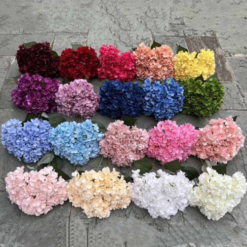 Hydrangea with 5 flower heads wholesale
