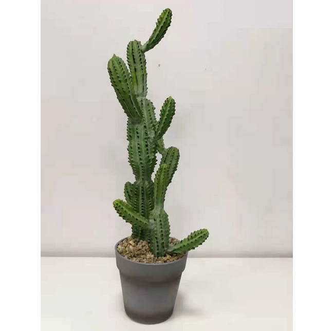 Faux Clustered Myrtillocactus
