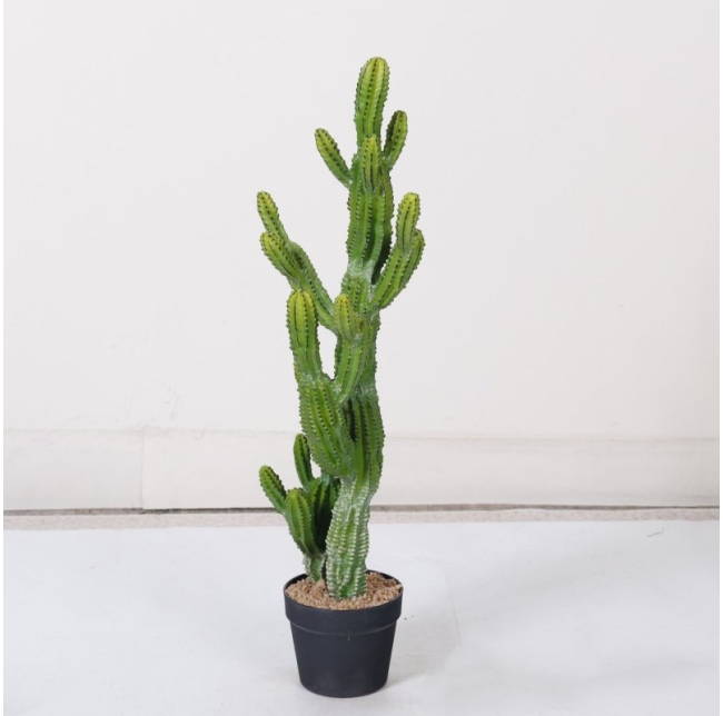 Faux Clustered Myrtillocactus