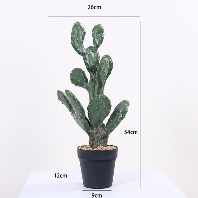 Simulation Flat Cactus Bonsai