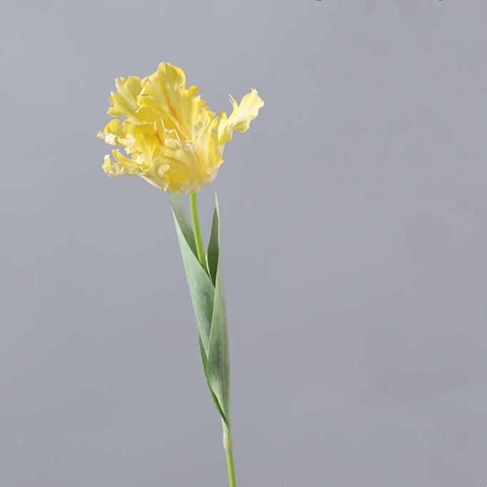 Simulated parrot tulip