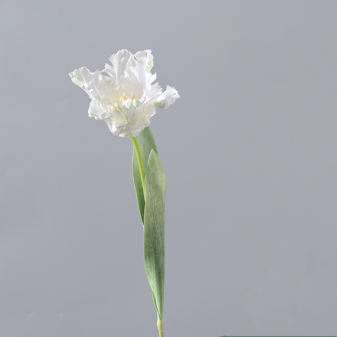 Simulated parrot tulip