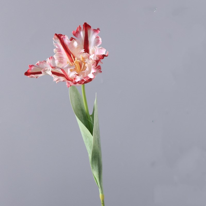 Simulated parrot tulip