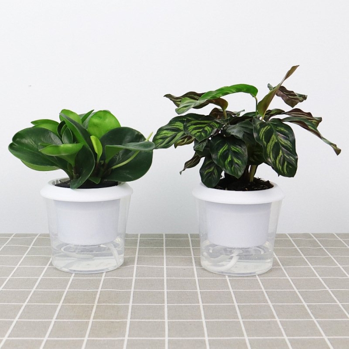 Automatic water-absorbing transparent plastic flower pot