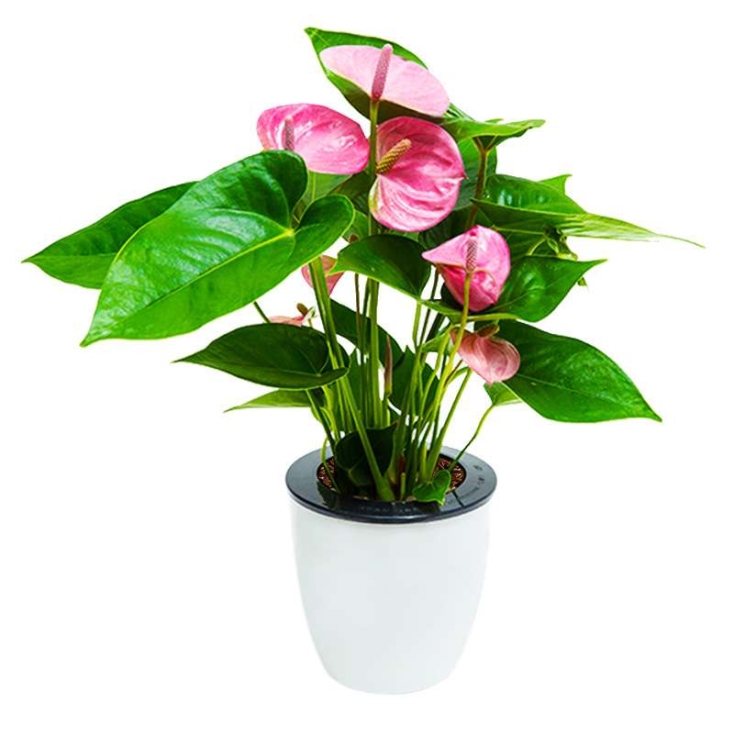 Plastic flower pot with absorbent cotton rope