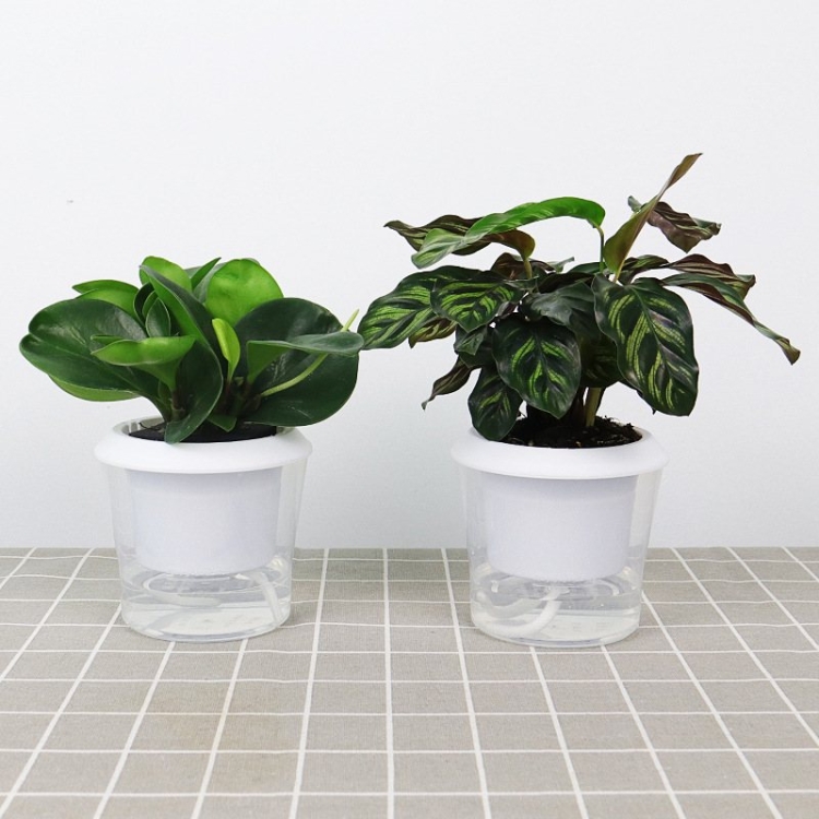 Automatic water-absorbing transparent plastic flower pot