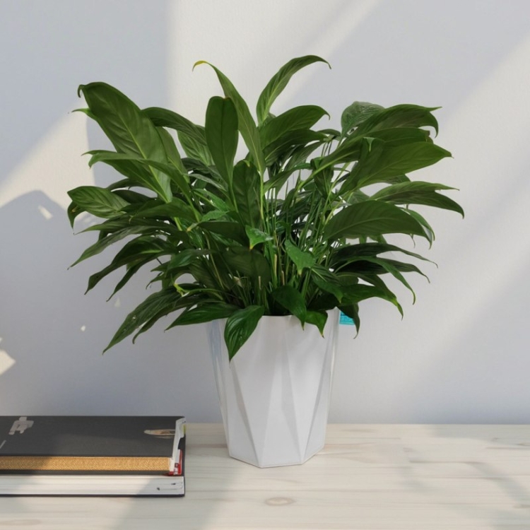 White glossy diamond-shaped flower pot