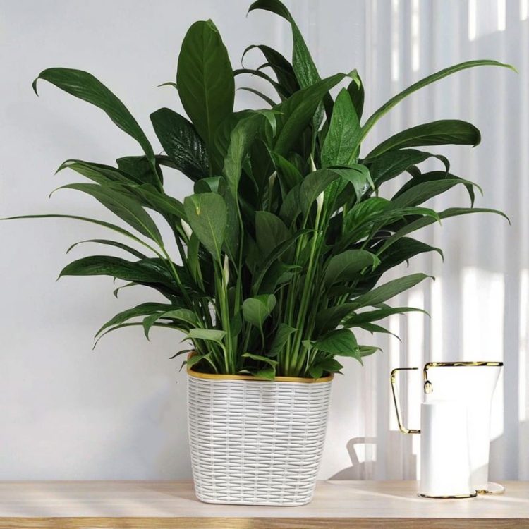 Double-layer anti-vine plastic flower pot