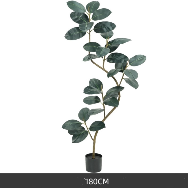 120 to 210 cm Black King Kong rubber tree