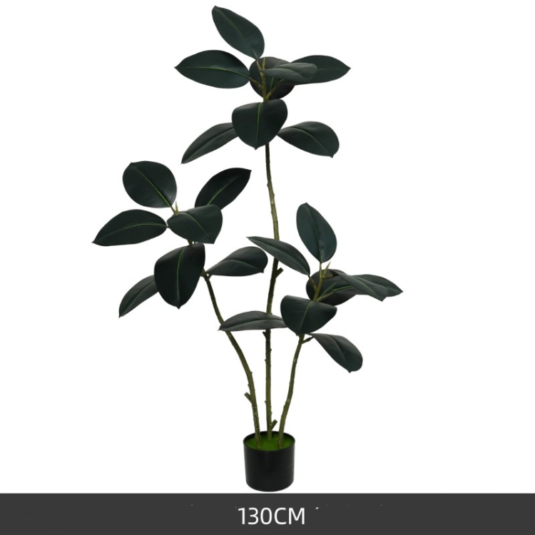 130cm Black King Kong rubber tree