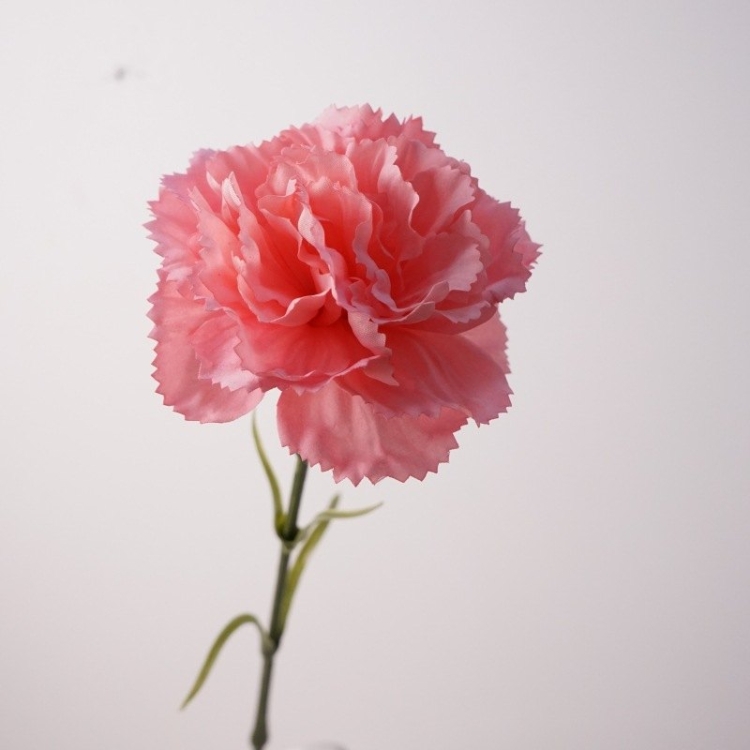 Moisturizing Carnation Wholesale