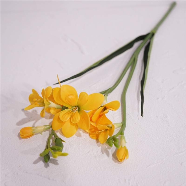 False Freesia