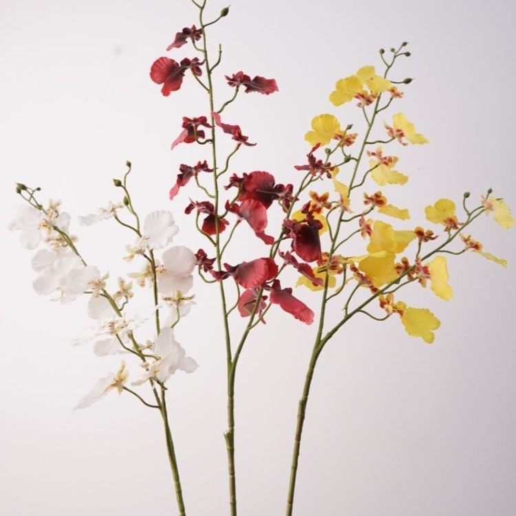 Double-forked False Dancing Orchid