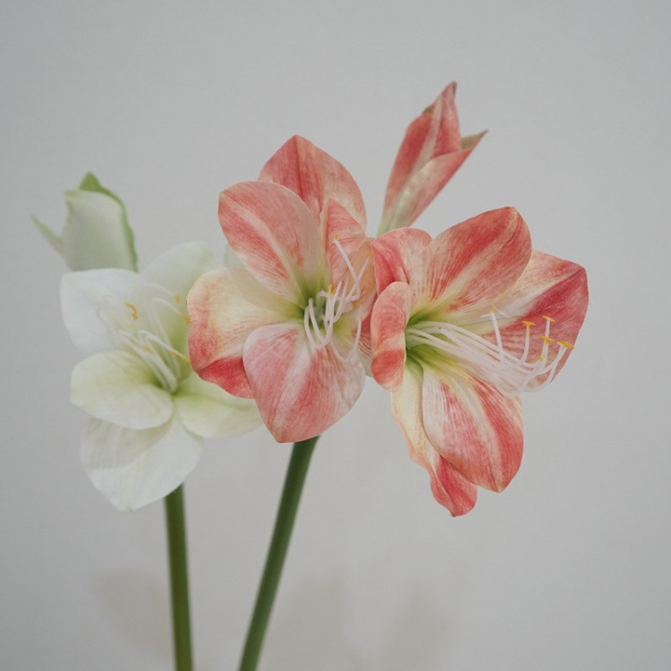 Simulated Clivia
