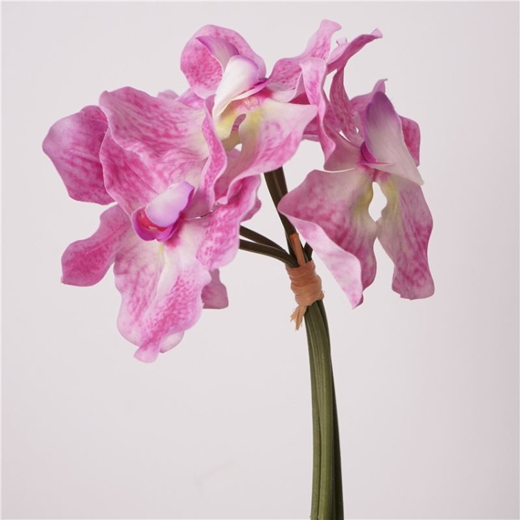 Moisturizing Vanda orchid bunch