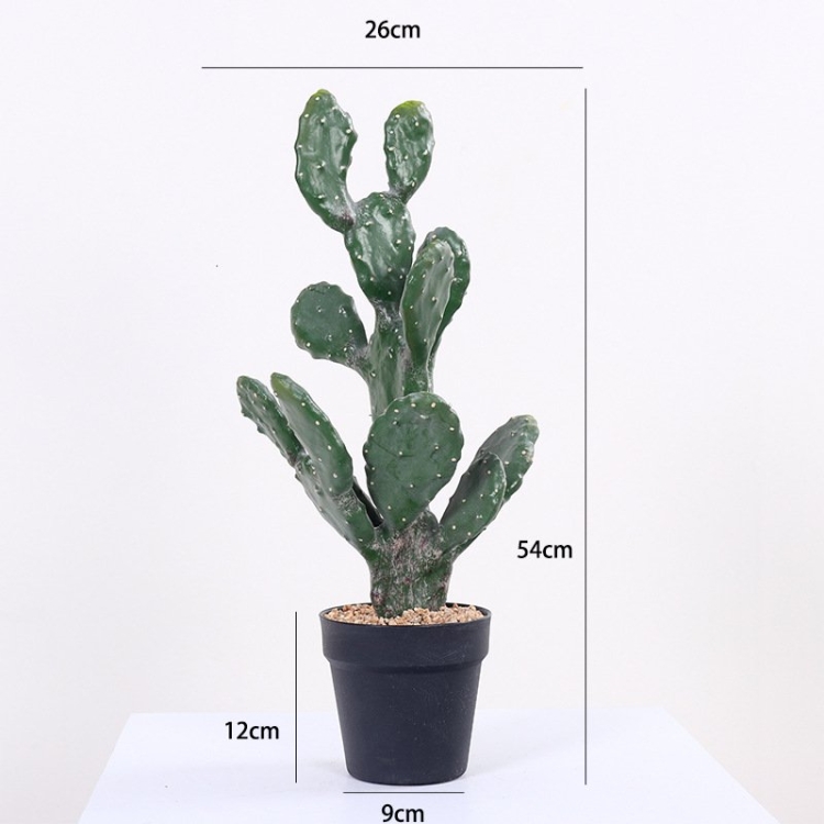 Simulation Flat Cactus Bonsai