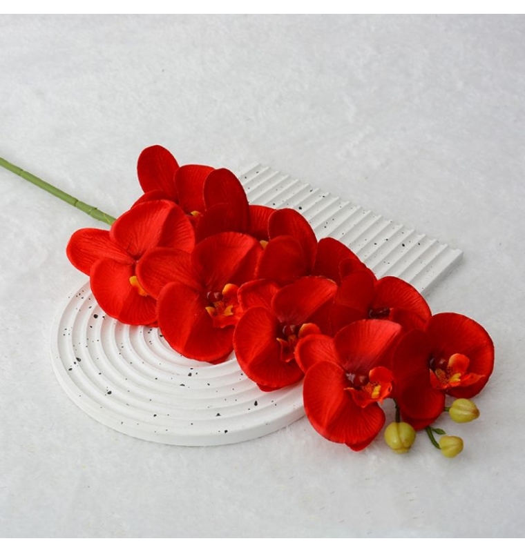 High-fidelity Phalaenopsis orchid