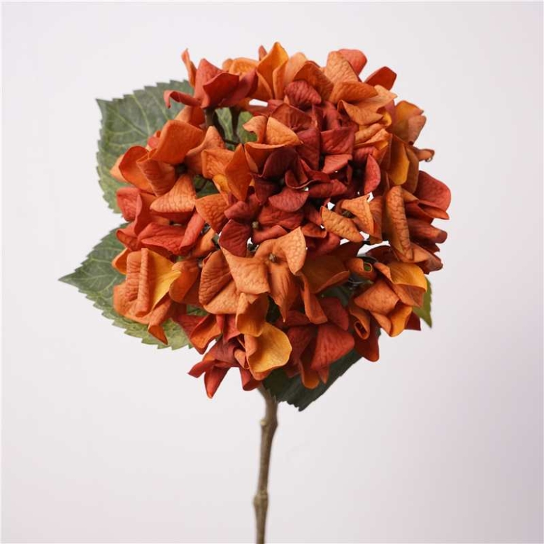 Moisturizing autumn-colored hydrangea