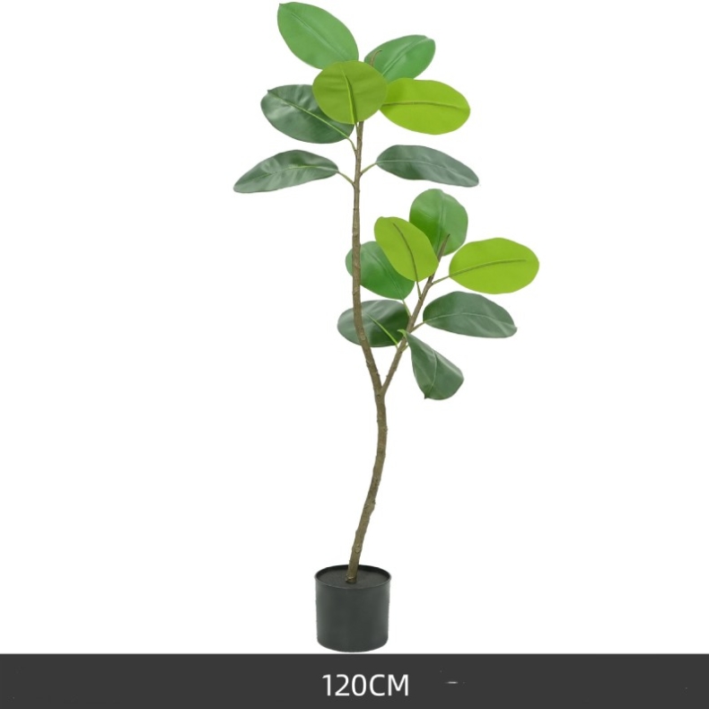 120 to 210 cm Green King Kong Rubber Tree