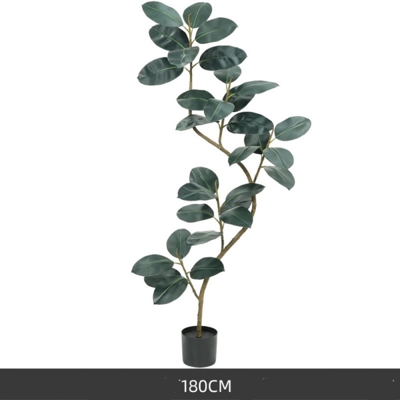 120 to 210 cm Black King Kong rubber tree