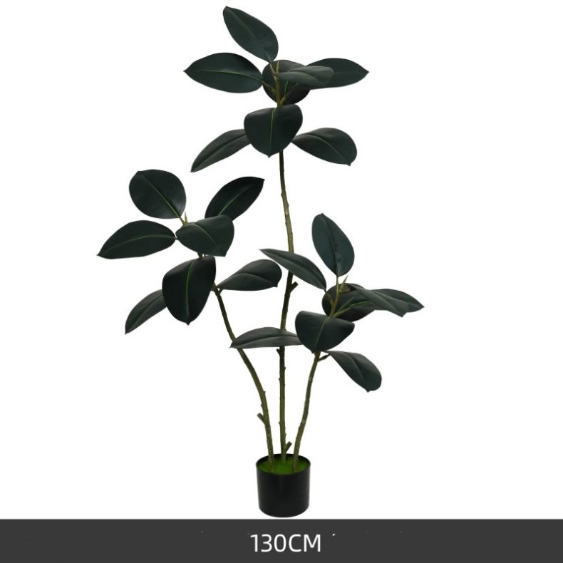 130cm Black King Kong rubber tree