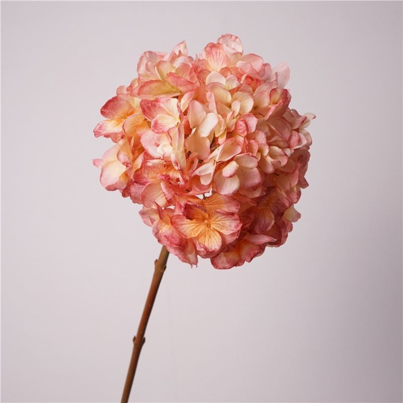 Various colored hydrangeas for decoration