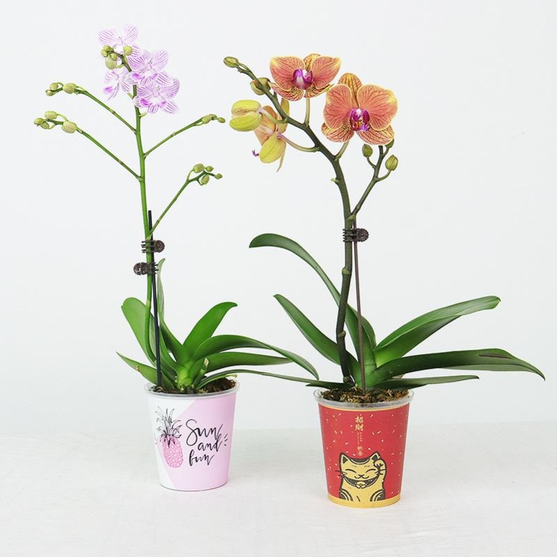 Painted plastic flower pots