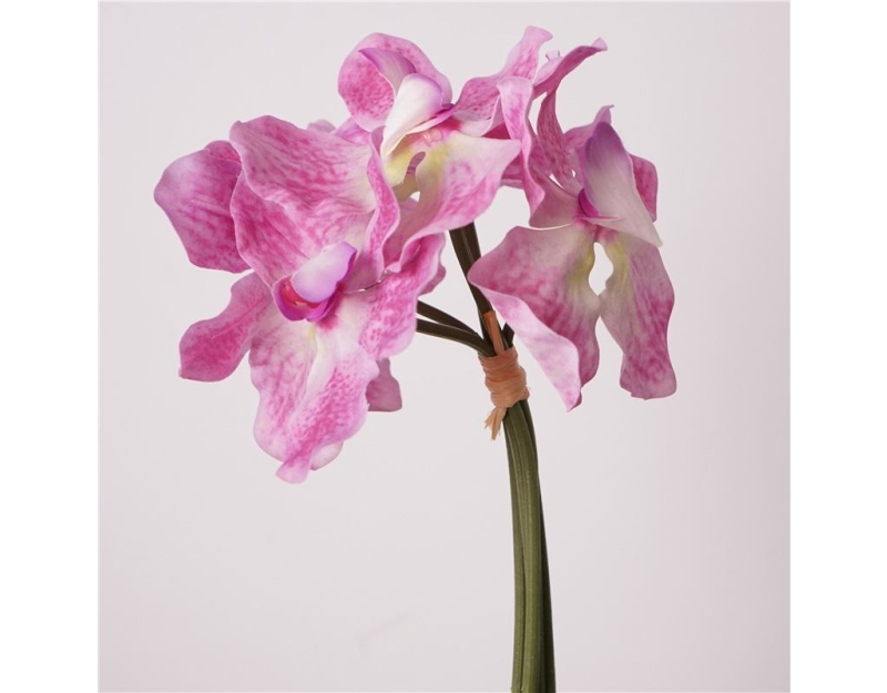 Moisturizing Vanda orchid bunch
