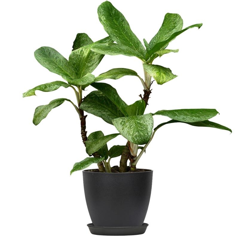 Plastic flower pots supplier