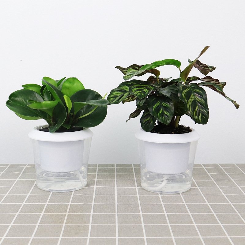 Automatic water-absorbing transparent plastic flower pot