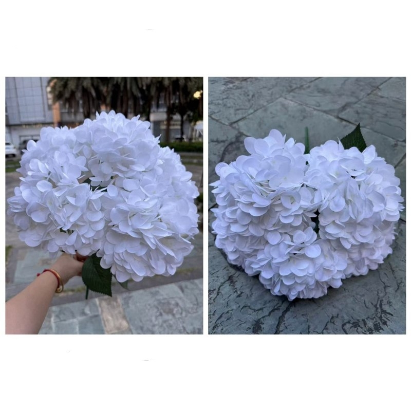 Hydrangea with 5 flower heads