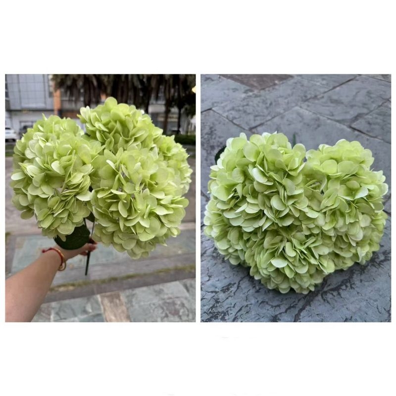 Hydrangea with 5 flower heads