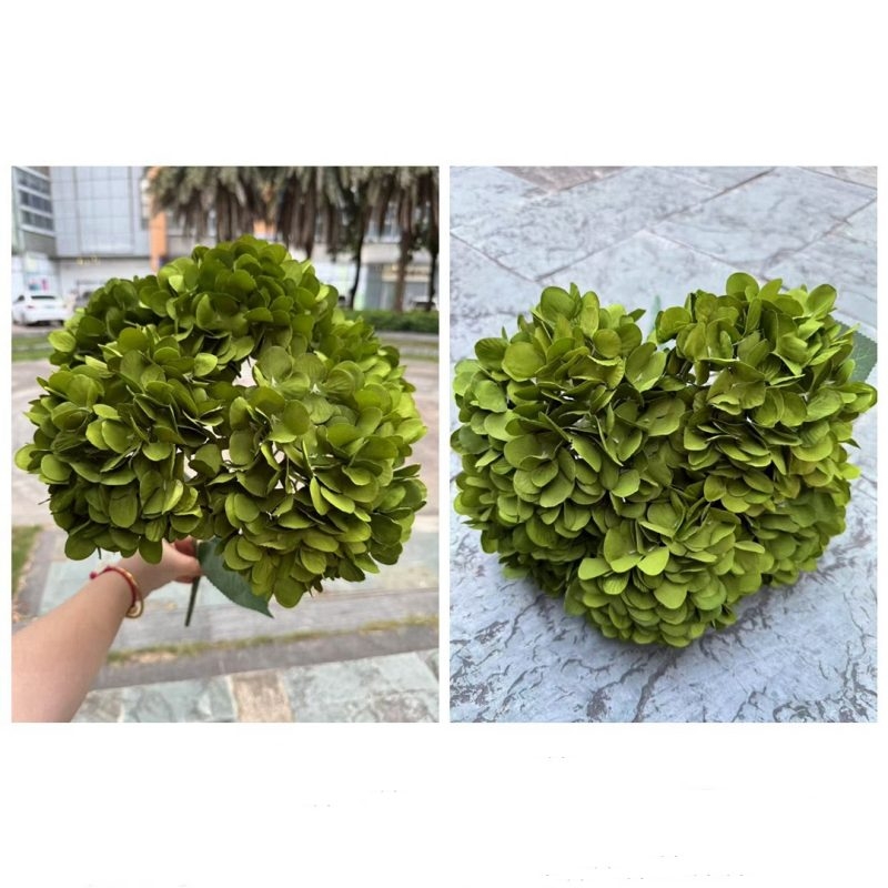 Hydrangea with 5 flower heads