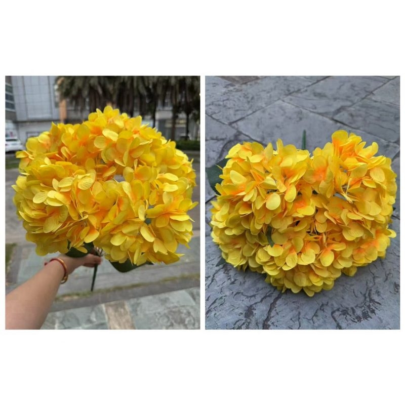 Hydrangea with 5 flower heads