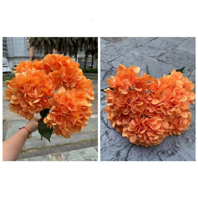 Hydrangea with 5 flower heads